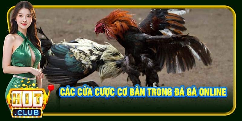 Các cửa cược cơ bản trong đá gà online