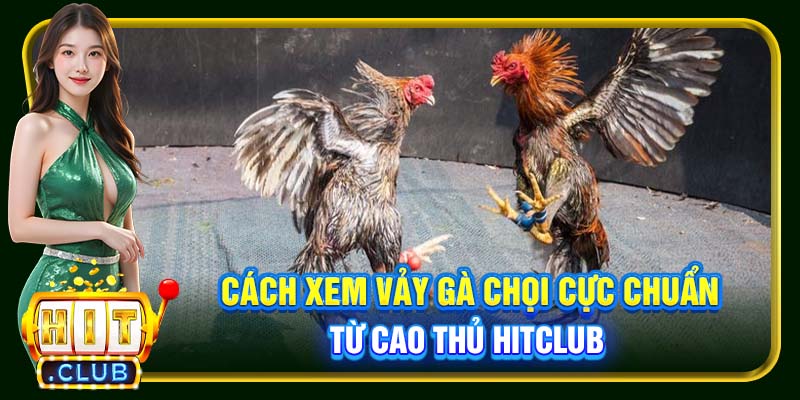 Cách xem vảy gà chọi cực chuẩn từ cao thủ Hitclub