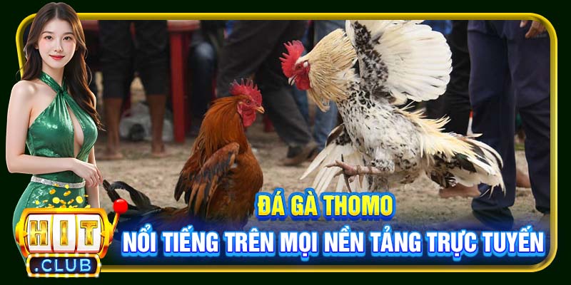 Đá gà Thomo nổi tiếng trên mọi nền tảng trực tuyến