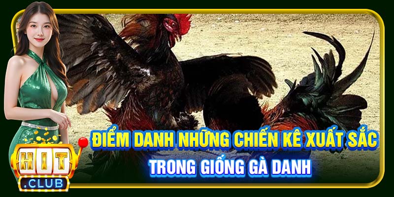 Điểm danh những chiến kê xuất sắc trong giống gà danh