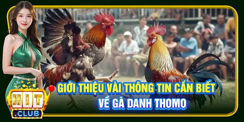 Giới thiệu vài thông tin cần biết về gà danh Thomo