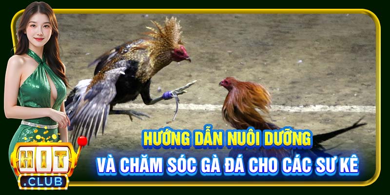 Hướng dẫn nuôi dưỡng và chăm sóc gà đá cho các sư kê