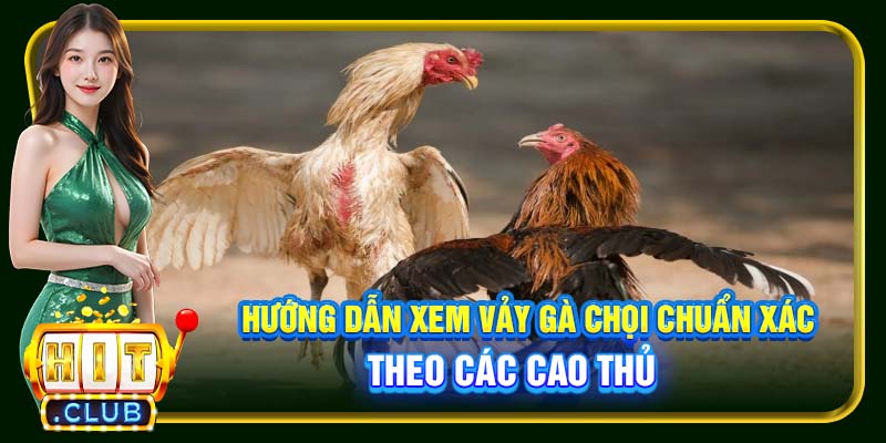 Hướng dẫn xem vảy gà chọi chuẩn xác theo các cao thủ