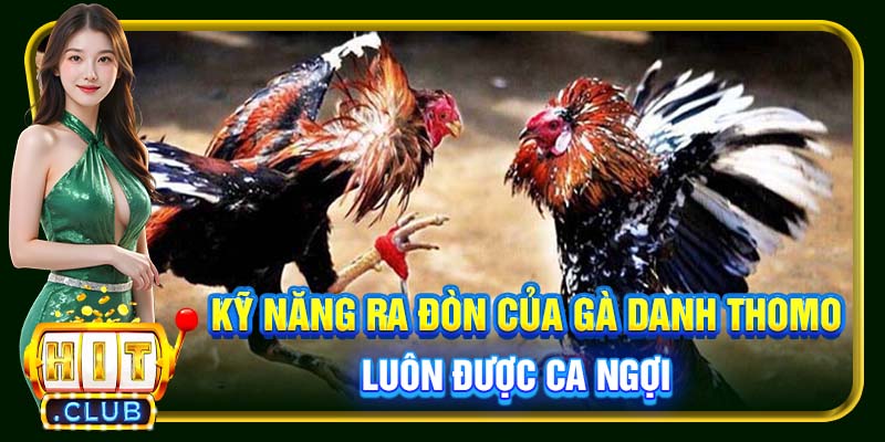Kỹ năng ra đòn của gà danh Thomo luôn được ca ngợi