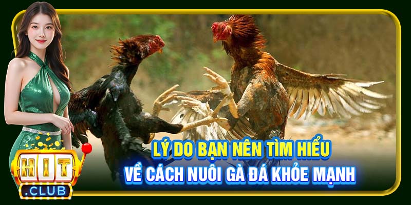 Lý do bạn nên tìm hiểu về cách nuôi gà đá khỏe mạnh