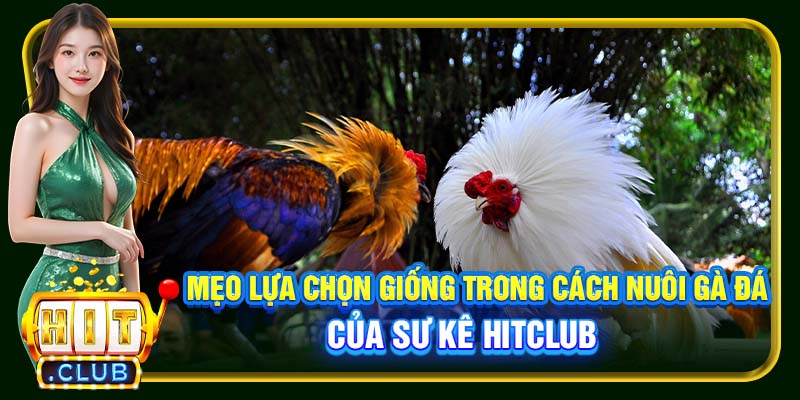 Mẹo lựa chọn giống trong cách nuôi gà đá của sư kê Hitclub
