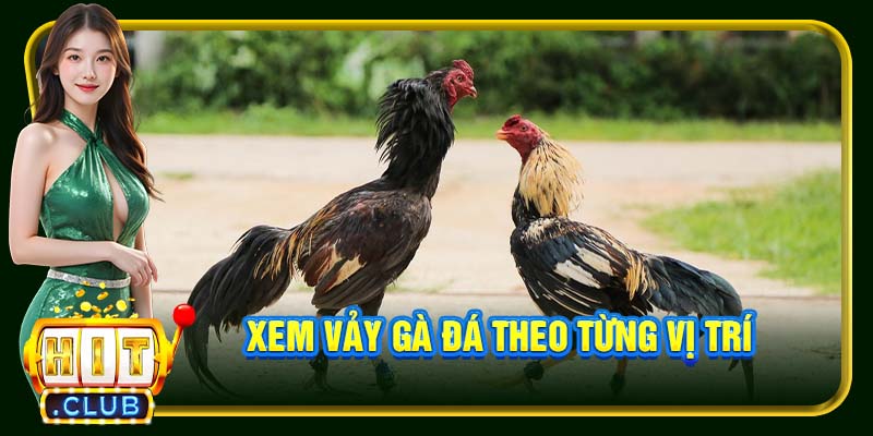 Xem vảy gà đá theo từng vị trí